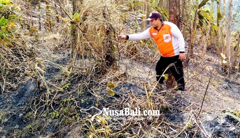 www.nusabali.com-lahan-perkebunan-perusda-bali-di-jembrana-terbakar