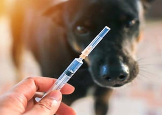 Nusabali.com - kasus-gigitan-anjing-rabies-meningkat