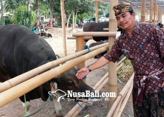 Nusabali.com - pemprov-gelar-expo-sapi-dan-panen-godel