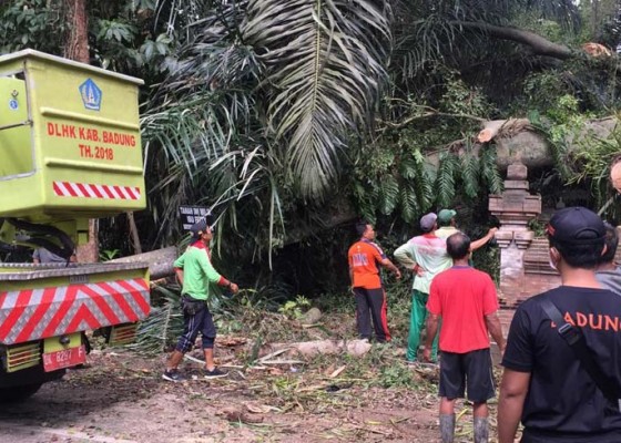 Nusabali.com - pohon-tumbang-timpa-panyengker-dan-palinggih