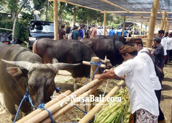 Nusabali.com - bali-didorong-produksi-daging-sapi-olahan