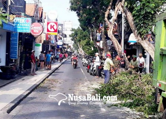 Nusabali.com - angin-kencang-pohon-tumbang-di-kuta