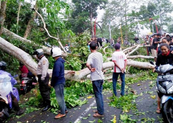 Nusabali.com - pohon-tumbang-di-sulangai-akses-jalan-sempat-lumpuh