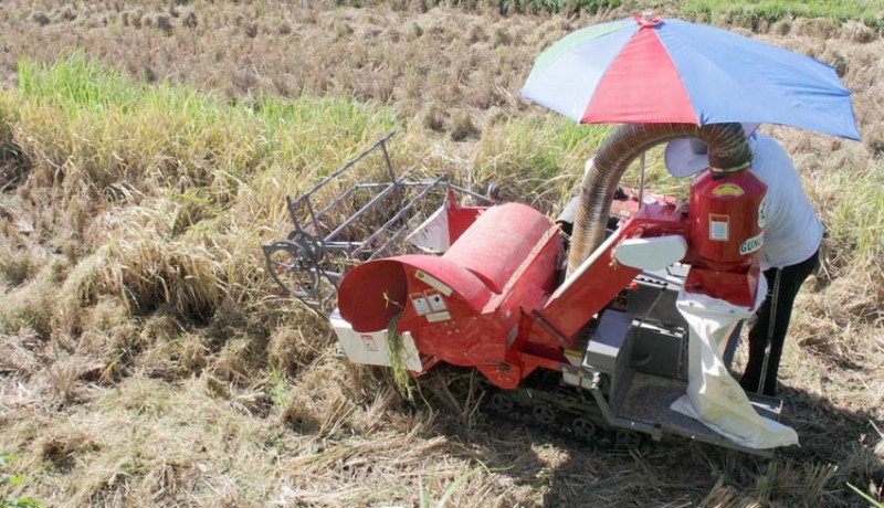 www.nusabali.com-krama-subak-peladung-panen-dengan-mesin-potong-padi