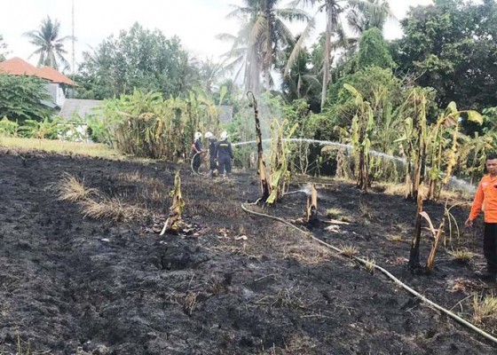 Nusabali.com - kemarau-tiga-lahan-di-badung-terbakar