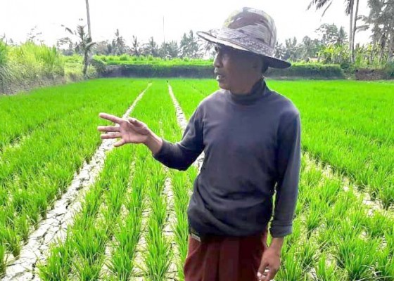 Nusabali.com - belasan-hektare-sawah-subak-tohpati-terancam-gagal-panen