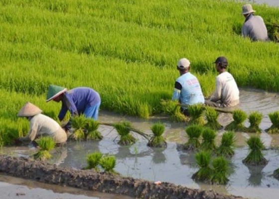 Nusabali.com - digagas-insentif-bagi-petani-dan-pemilik-lahan-pertanian