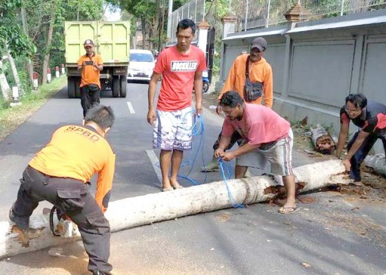 Nusabali.com - pohon-tumbang-tutup-akses-jalan