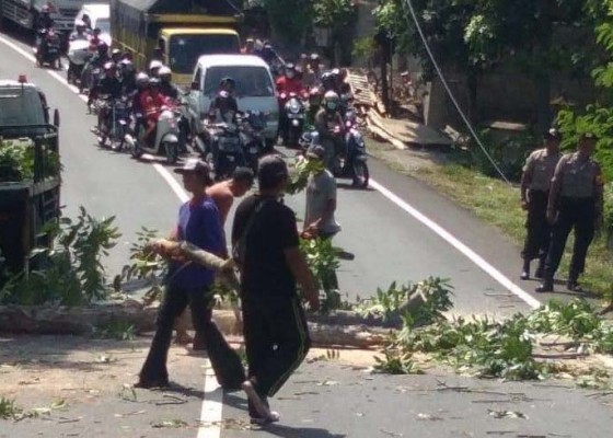 Nusabali.com - jelang-musim-hujan-polisi-lakukan-pemangkasan-pohon