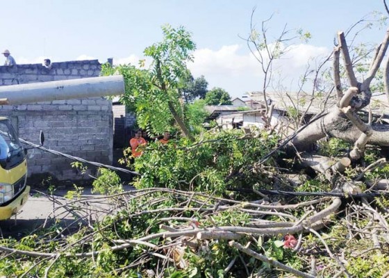 Nusabali.com - pohon-santen-roboh-timpa-palinggih-dan-tutup-akses-jalan