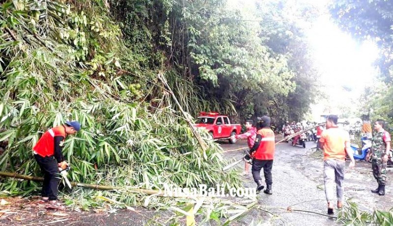 www.nusabali.com-hujan-deras-serumpun-bambu-tumbang-tutupi-jalan