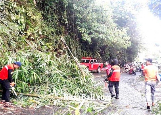 Nusabali.com - hujan-deras-serumpun-bambu-tumbang-tutupi-jalan