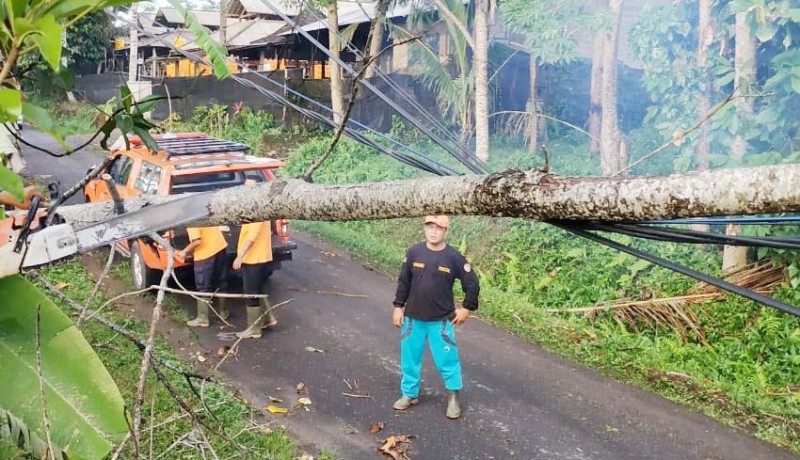 www.nusabali.com-hujan-deras-guyur-tabanan-pohon-bertumbangan