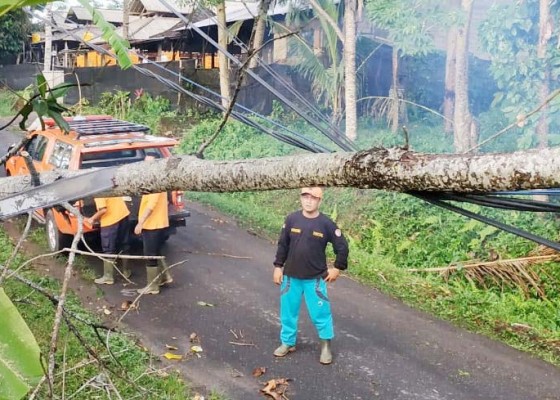 Nusabali.com - hujan-deras-guyur-tabanan-pohon-bertumbangan