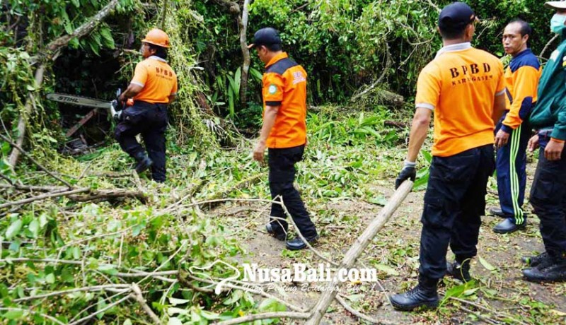 www.nusabali.com-garase-dan-dapur-tertimpa-pohon-tumbang