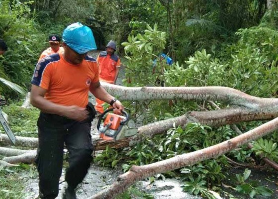 Nusabali.com - bpbd-kewalahan-evakuasi-pohon-tumbang