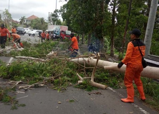 Nusabali.com - hujan-angin-pohon-di-gianyar-dan-klungkung-tumbang