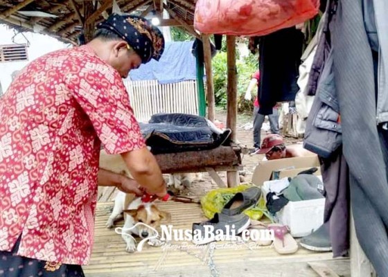 Nusabali.com - anjing-rabies-serang-pemilik-di-sangkaragung