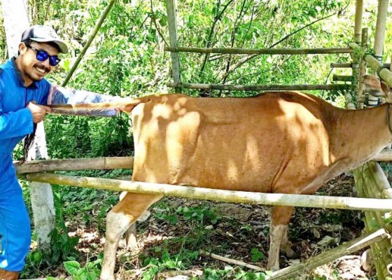 Nusabali.com - peternak-pertanyakan-sperma-sapi-buatan-terbatas