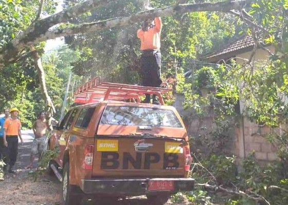 Nusabali.com - pohon-tumbang-timpa-panyengker-rumah