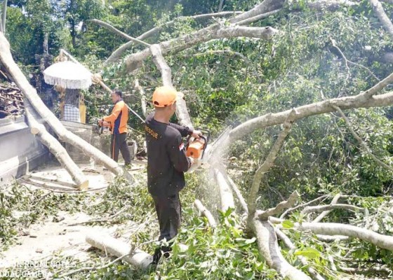 Nusabali.com - pohon-tumbang-timpa-bale-piyasan