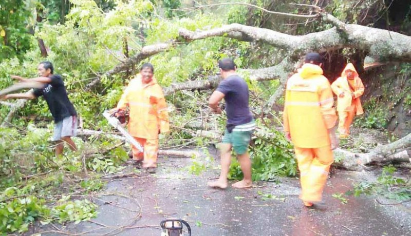 www.nusabali.com-hujan-lebat-pohon-bertumbangan