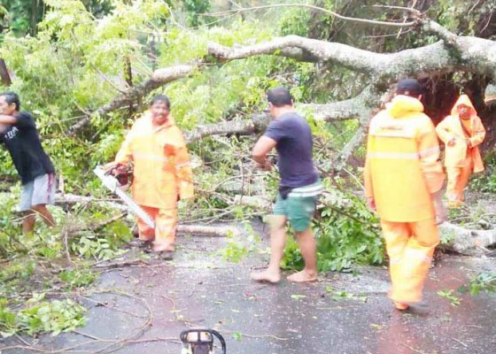 Nusabali.com - hujan-lebat-pohon-bertumbangan