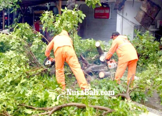 Nusabali.com - hujan-deras-pohon-tumbang-timpa-toko-di-legian