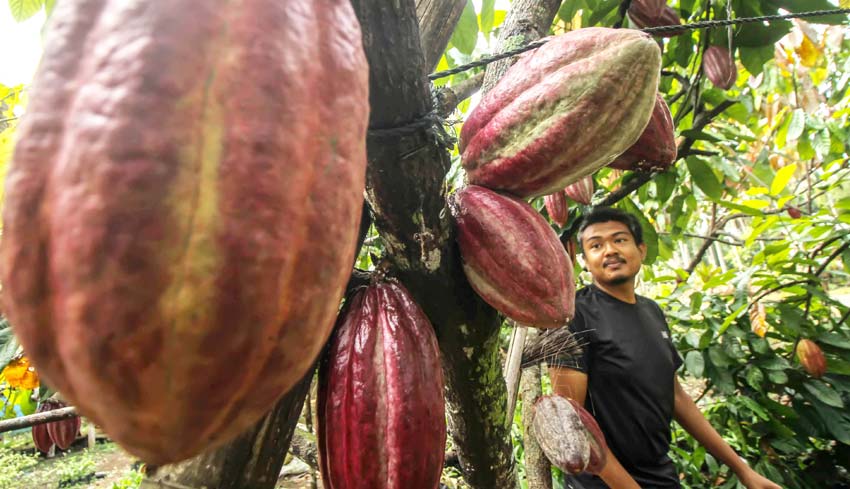 NUSABALI com Kemenperin Pacu Nilai Tambah Kakao  dan Kopi