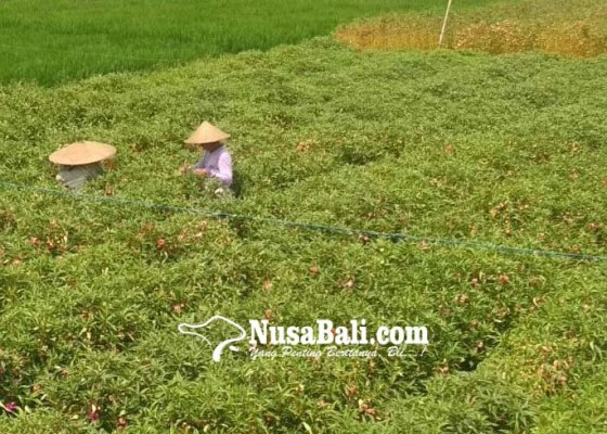 Nusabali.com - harga-bunga-pacah-di-tingkat-petani-normal