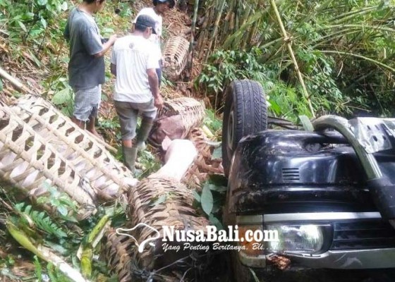 Nusabali.com - rem-blong-pick-up-angkut-babi-terjun-di-jurang-gitgit