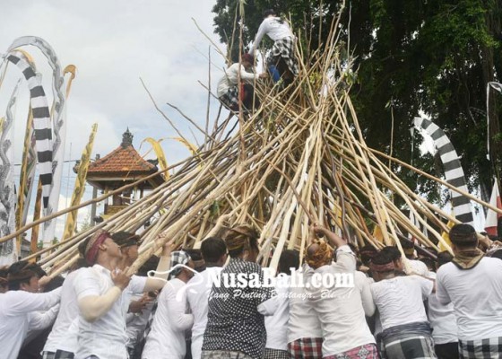 Nusabali.com - tradisi-makotek-meriahkan-hari-raya-kuningan-di-munggu