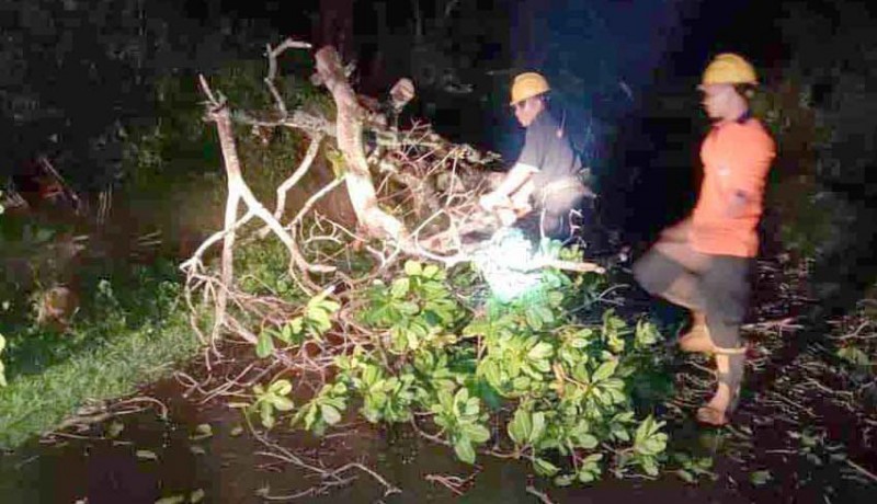 www.nusabali.com-bpbd-evakuasi-pohon-tumbang-di-malam-hari