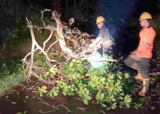 Nusabali.com - bpbd-evakuasi-pohon-tumbang-di-malam-hari