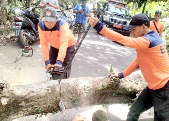 Nusabali.com - tumbang-pohon-bunut-tutup-jalan