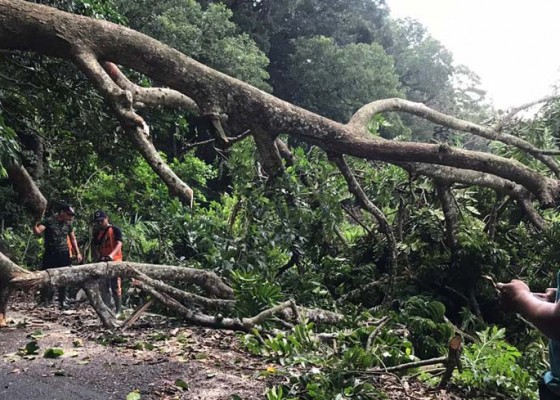 Nusabali.com - pohon-di-alas-kedaton-tumbang-tutup-akses-jalan-dua-desa