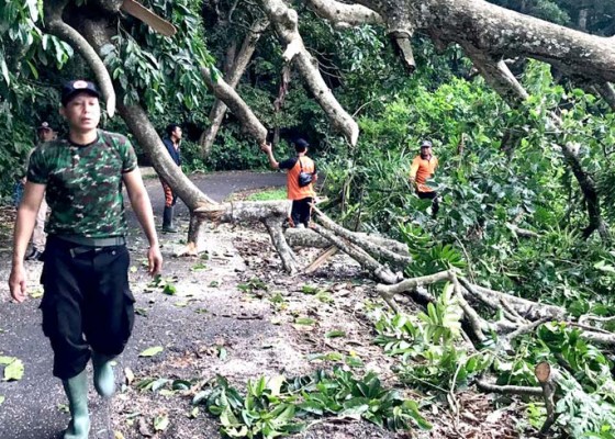 Nusabali.com - pohon-di-alas-kedaton-tumbang-tutup-akses-jalan-dua-desa