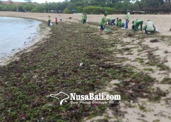 Nusabali.com - sampah-rumput-laut-berdatangan-di-pantai-nusa-dua