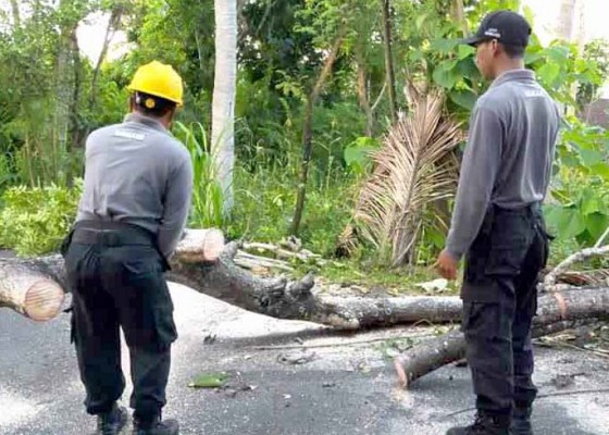 Nusabali.com - pohon-tumbang-melintang-di-jalan