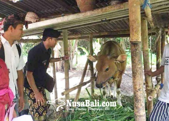 Nusabali.com - desa-muncan-punya-program-bantuan-bibit-sapi