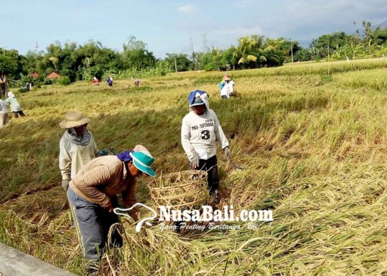 Nusabali.com - petani-buleleng-jangan-jual-hasil-panen-ke-luar-daerah