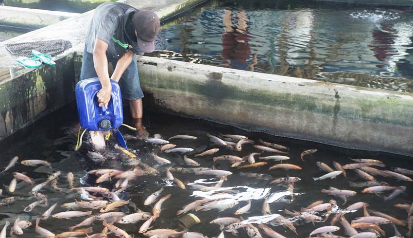 Industri Pengalengan Ikan Tumbuh