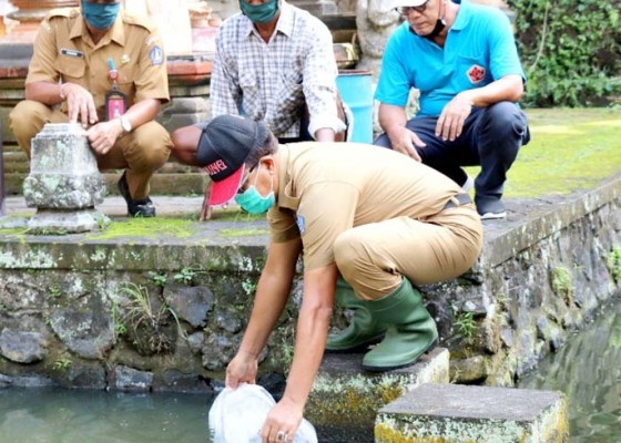 Nusabali.com - pemkab-badung-tebar-benih-ikan-di-sungai-dan-sumber-mata-air