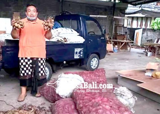 Nusabali.com - anggota-dpr-ri-borong-tiga-ton-ketela-dari-petani