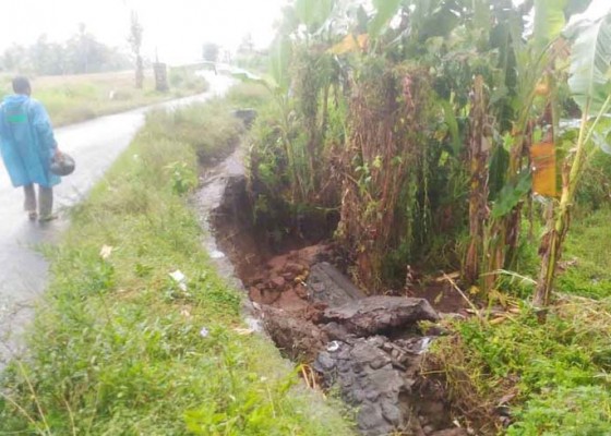 Nusabali.com - saluran-irigasi-jebol-petani-andalkan-air-hujan