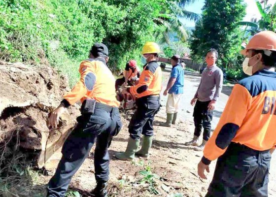 Nusabali.com - pohon-tumbang-melintang-di-jalan-raya