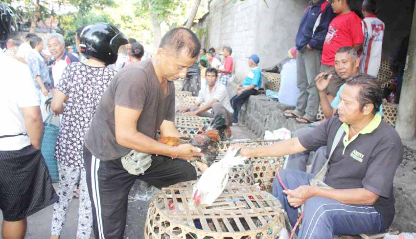 NUSABALI.com - Penampahan Kuningan, Ayam Buras Laris