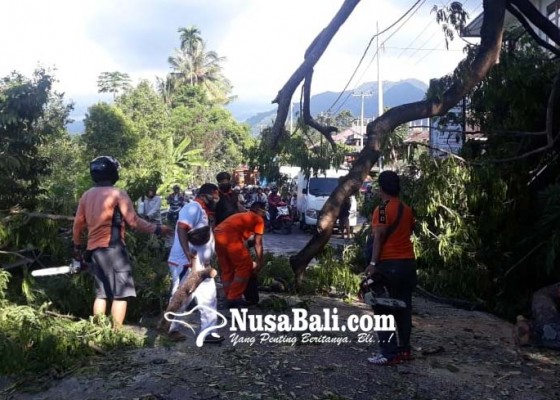 Nusabali.com - pohon-lamtoro-tumbang-sempat-tutup-akses-singaraja-denpasar