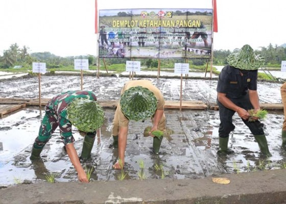 Nusabali.com - pangdam-ixudayana-tanam-padi-di-subak-desa-sidan-gianyar