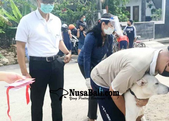 Nusabali.com - 15-ribu-anjing-liar-di-kutsel-jadi-target-vaksinasi-massal